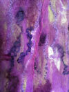 Lobelia